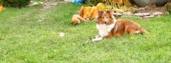 Sheltie s PP