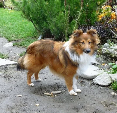 Sheltie s PP