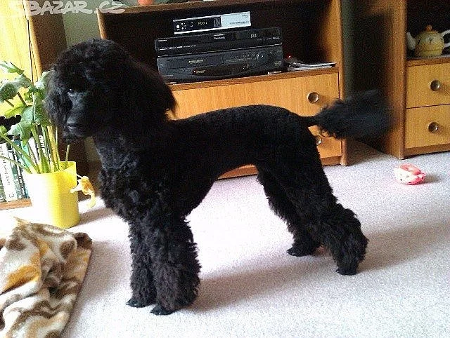 Pudl střední černý