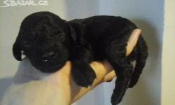 Pudl střední černý