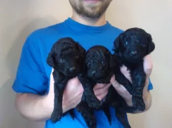 Pudl střední černý