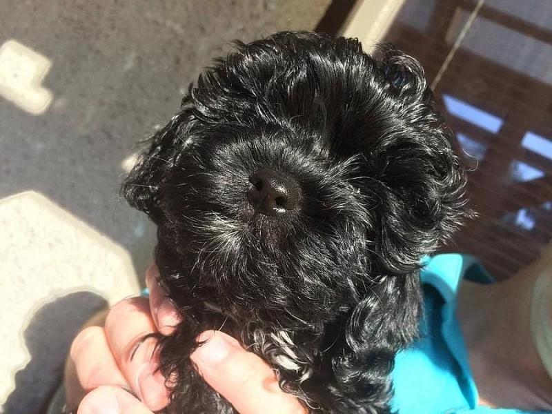 Ruská barevná bolonka - štěňátka