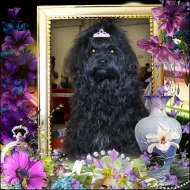 Ruská barevná bolonka - štěňátka