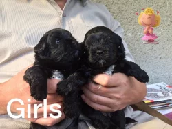 Ruská barevná bolonka - štěňátka