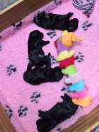 Ruská barevná bolonka - štěňátka