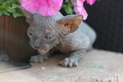 Sphynx koťátka kočičky