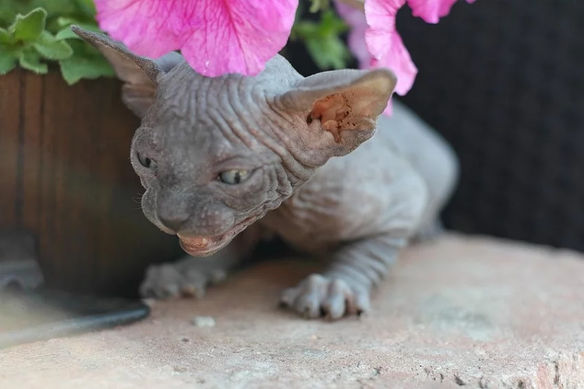 Sphynx koťátka kočičky