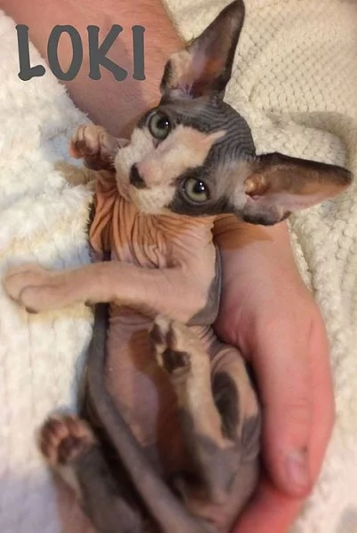 7 Nádherný roztomilý Skin Miminka Ready teď! - Novena