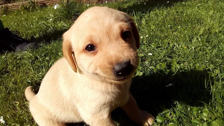 Labrado retrívr štěňata