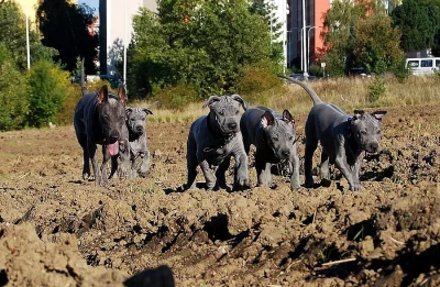 Thajský ridgeback modrý