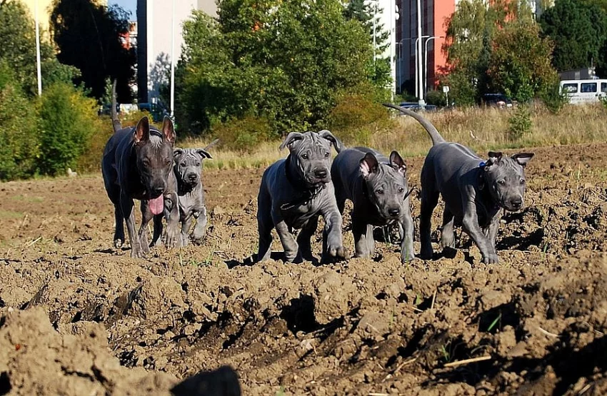Thajský ridgeback modrý