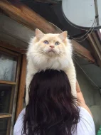 Ragdoll kotě s PP
