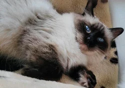 Ragdoll kotě s PP