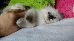 Ragdoll kotě s PP