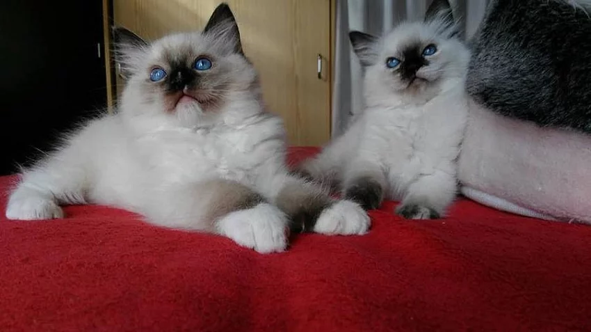 Ragdoll kotě s PP