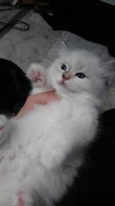 Ragdoll kotě s PP