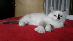 Ragdoll kotě s PP