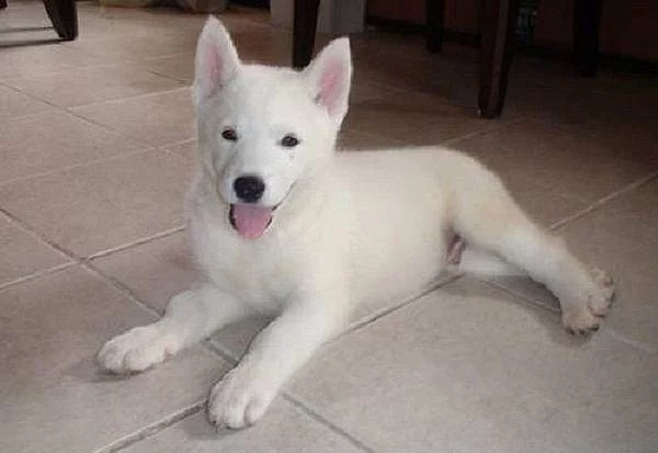 Sibiřský husky