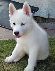 Sibiřský husky darování bez PP