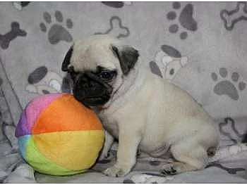 Mops