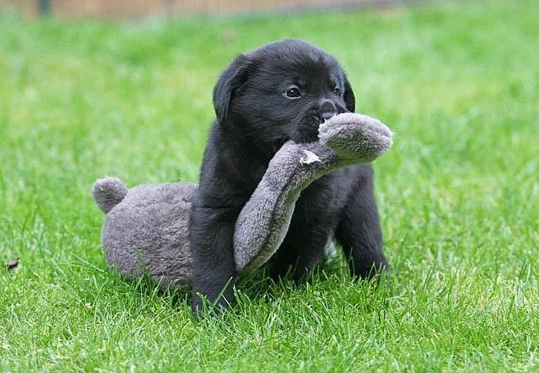 Labradorský retrívr