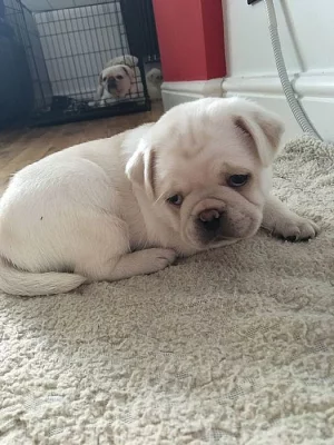 Champion Mops štěně