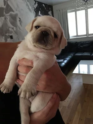 Champion Mops štěně