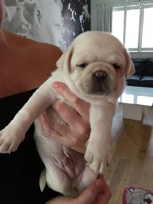 Champion Mops štěně