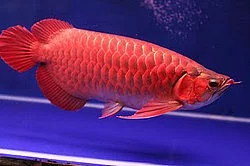 Arowana ryby na prodej