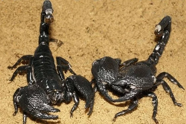 Černé štíři na prodej (BLACK SCORPIONS)