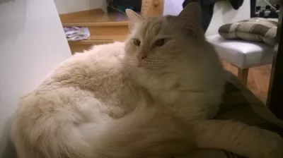 Prodám kočku Ragdoll, 4 roky, kastrovaná