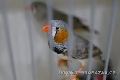 Nová burza exotického ptactva v Praze.