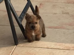 Norwich terrier s PP - fenka