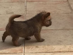 Norwich terrier s PP - fenka