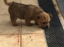 Norwich terrier s PP - fenka