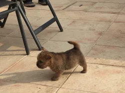 Norwich terrier s PP - fenka