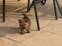 Norwich terrier s PP - fenka