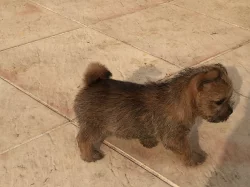 Norwich terrier s PP - fenka