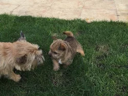 Norwich terrier s PP - fenka