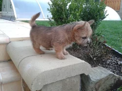 Norwich terrier s PP - fenka