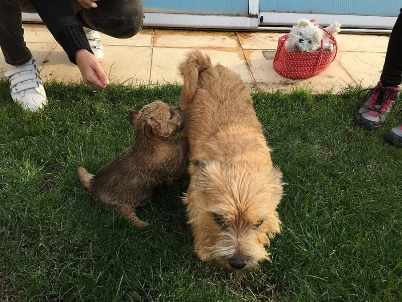 Norwich terrier s PP - fenka