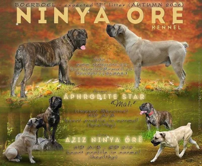 Boerboel štěňata s PP