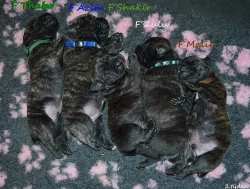 Boerboel štěňata s PP