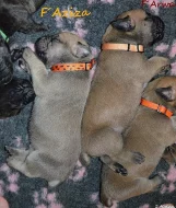 Boerboel štěňata s PP
