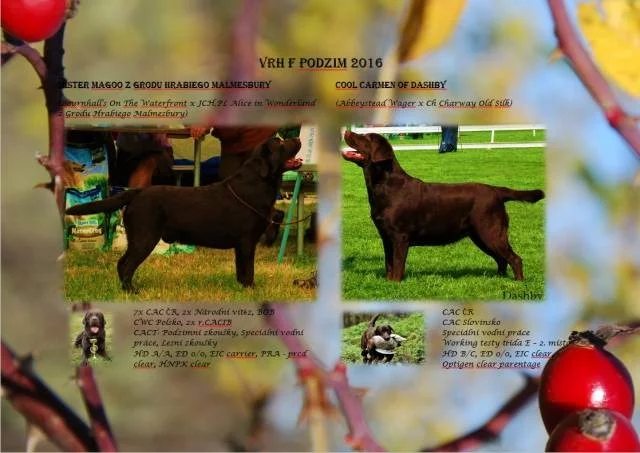 Labradorský retriever- čokoládová štěňátka