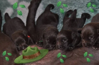 Labradorský retriever- čokoládová štěňátka