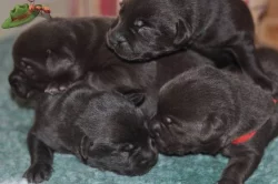 Labradorský retriever- čokoládová štěňátka
