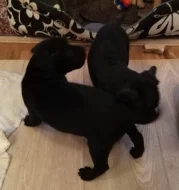 Štěňata AMPT