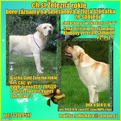 Žlutá štěňátka labradorských retrivrů s PP