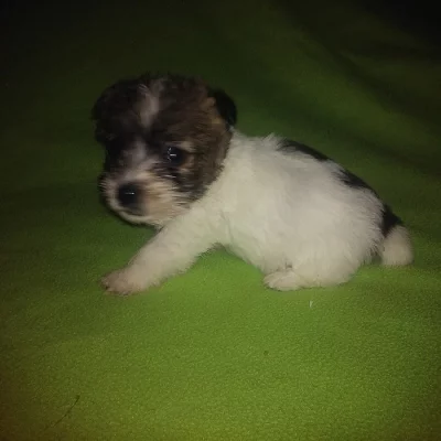 Jack Russell bez PP